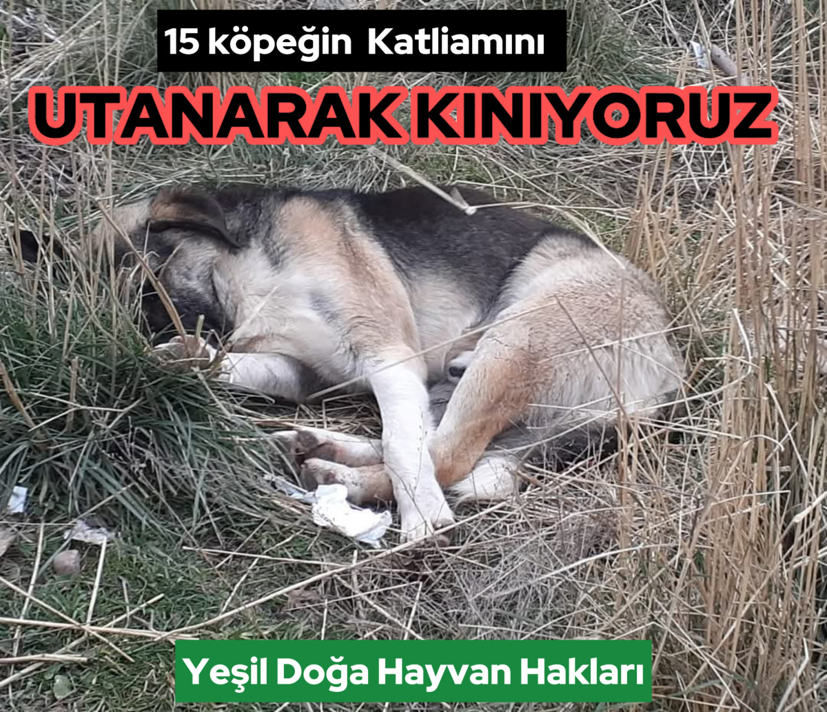 AKSARAY'DA KÖPEKLERİN KATLİAMINA SORUŞTURMA BAŞLATILDI 