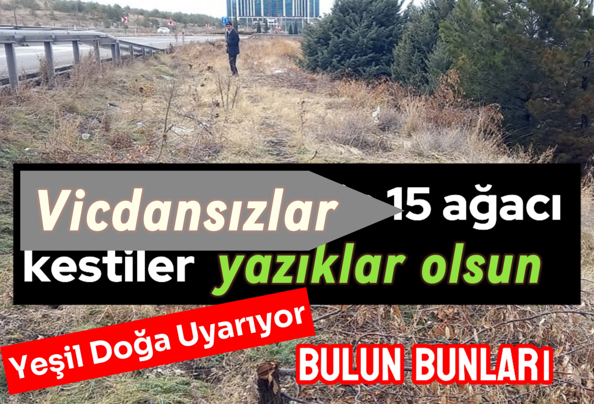 Vicdansızlar  Ağaçları köklerinden kestiler